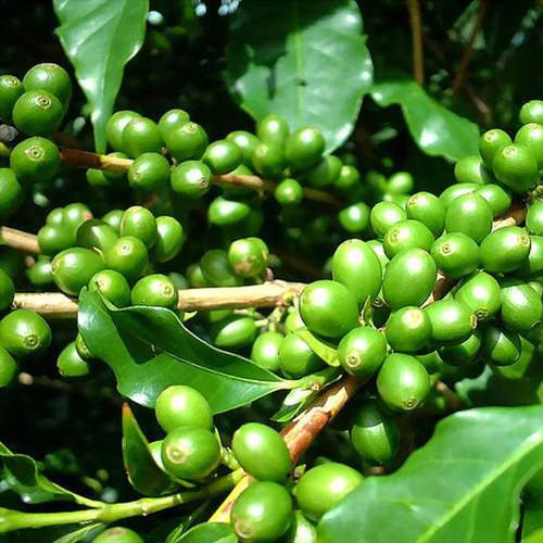 Green Coffee Bean Extract Powder