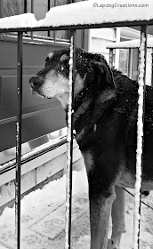 senior hound mix rescue dog in the snow