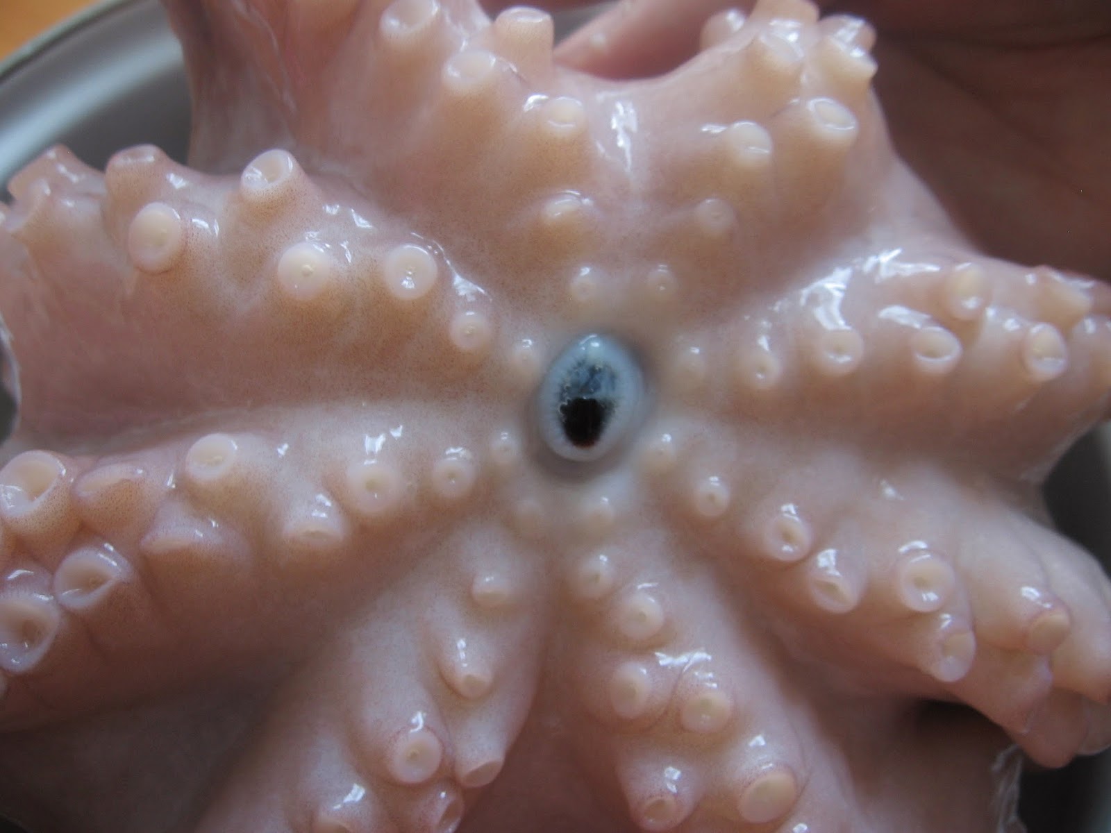 Frajda Przyrodnika: Ośmiornica