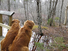 Woodland Rusty Pups