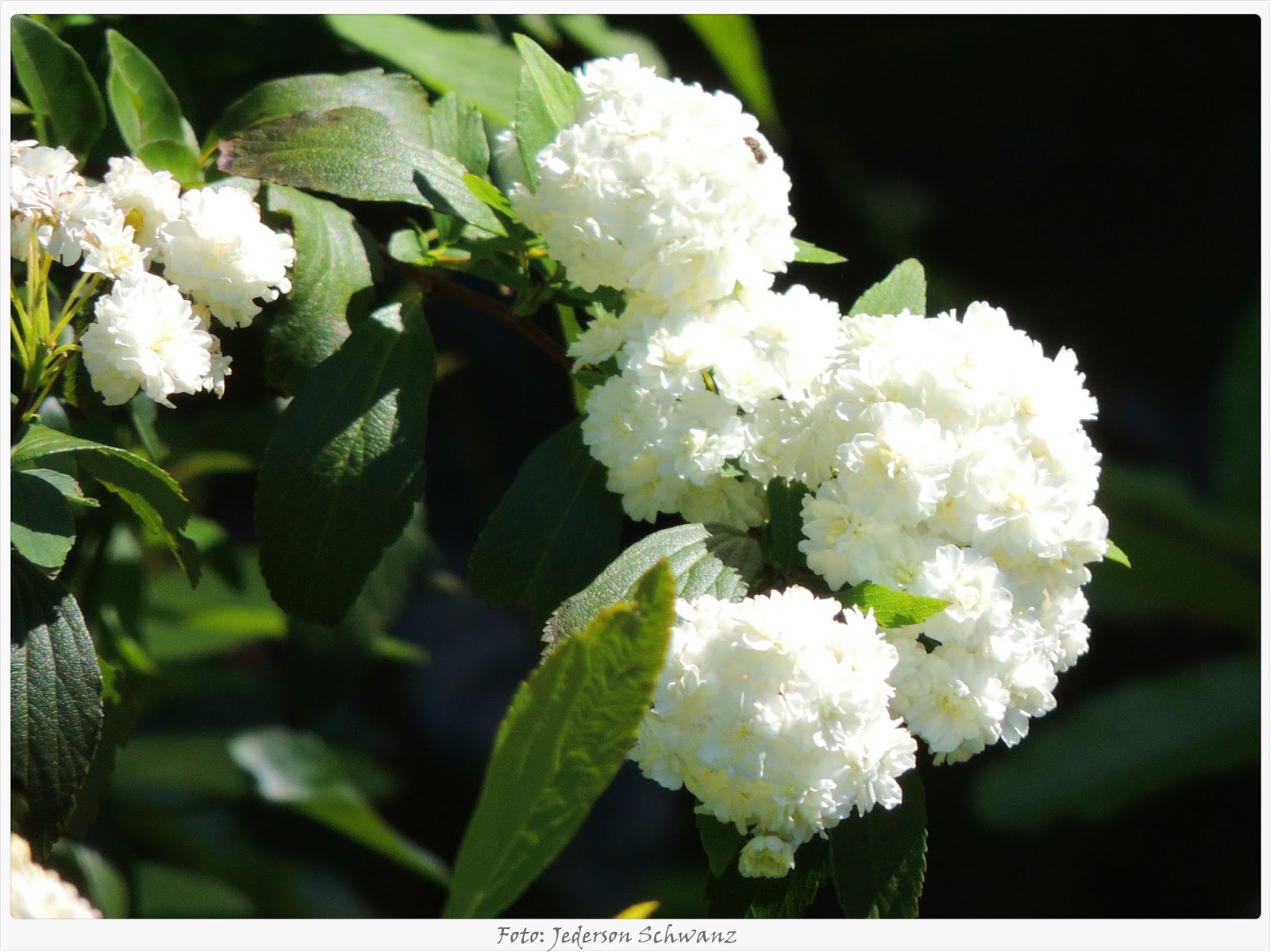 Buquê-de-noiva/ Grinalda-de-noiva Spirea cantoniensis **** (PLANTAS  ORNAMENTAIS)