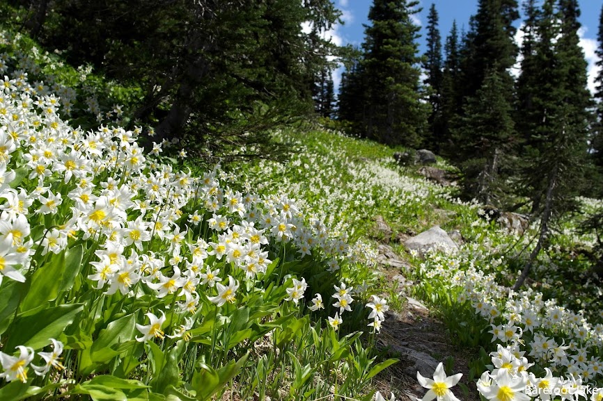 Olympic avalanche lily avalanche lilies