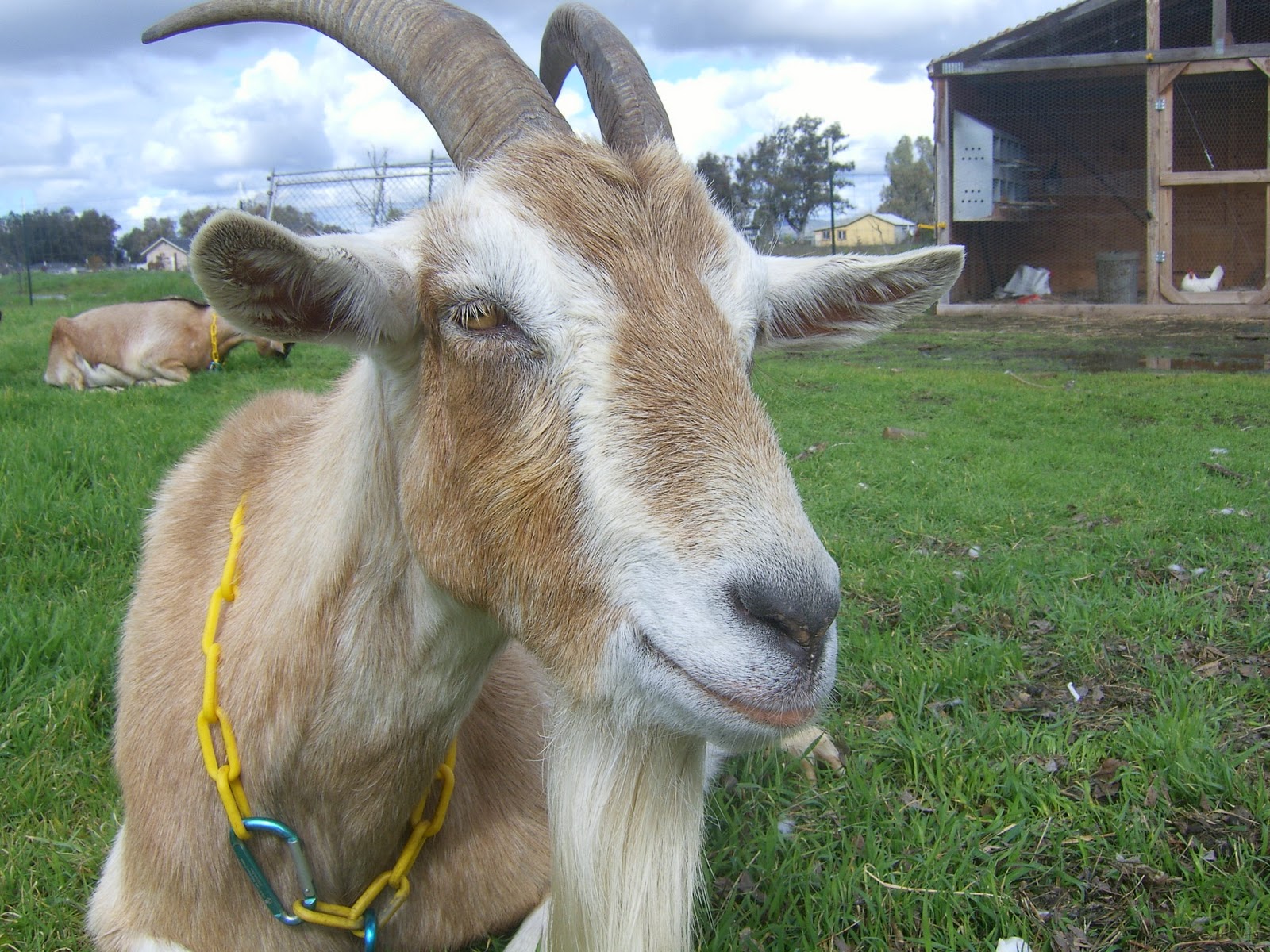 Sierra Pack Goats Blog Here are the current four goats which make up