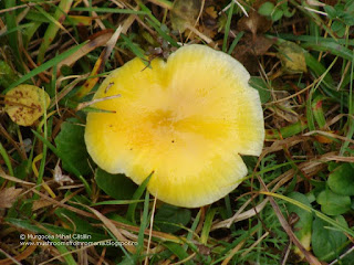 Hygrocybe chlorophana DSC129026