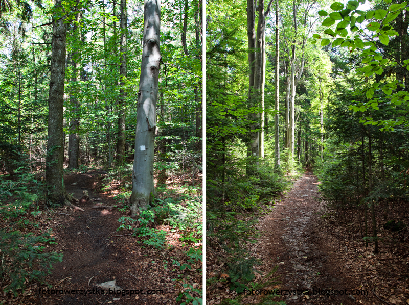 Huta Szklana, świętokrzyskie, Świętokrzyski Park Narodowy, puszcza jodłowa