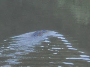 This gator was about 10 min. away from a family swimming in the river.  UFFDA!