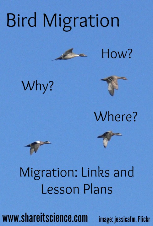 Share it! Science : See it? Share it! Bird Migration