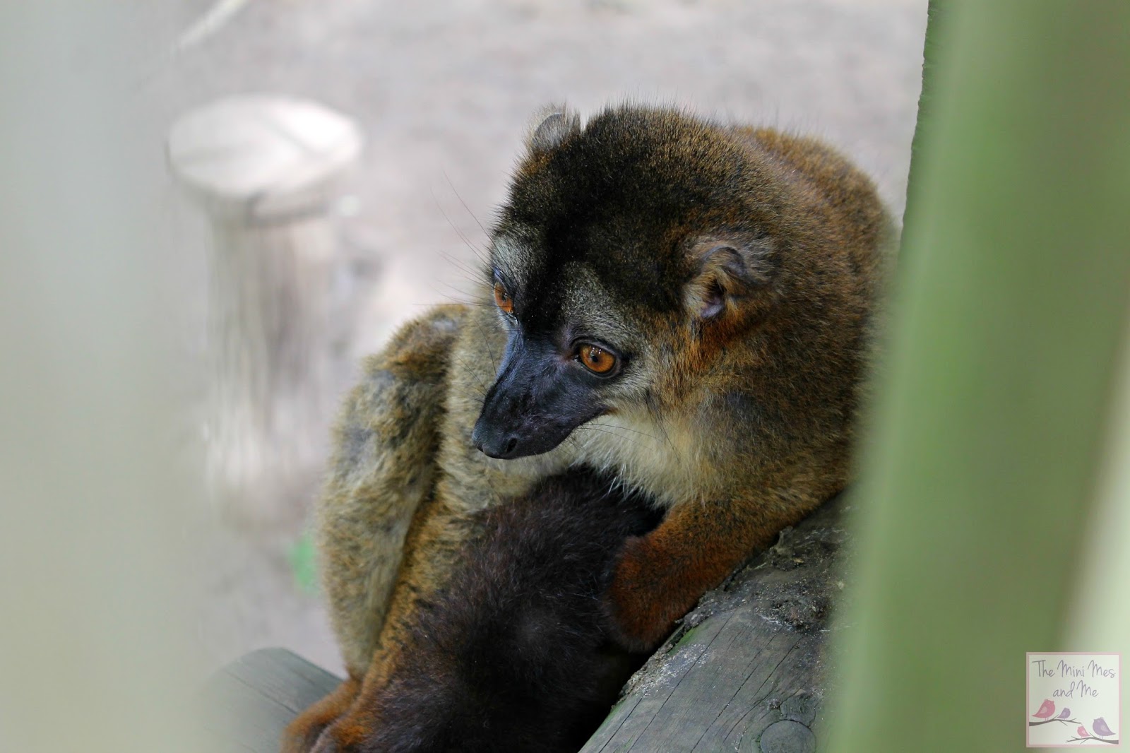 Calypso Holiday Hacks Campaign - lemur at woburn safari park