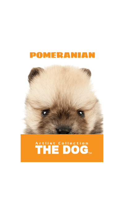THE DOG Pomeranian 2