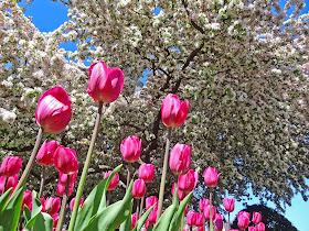 Joe's Retirement Blog: Public Garden, Boston, Massachusetts, USA