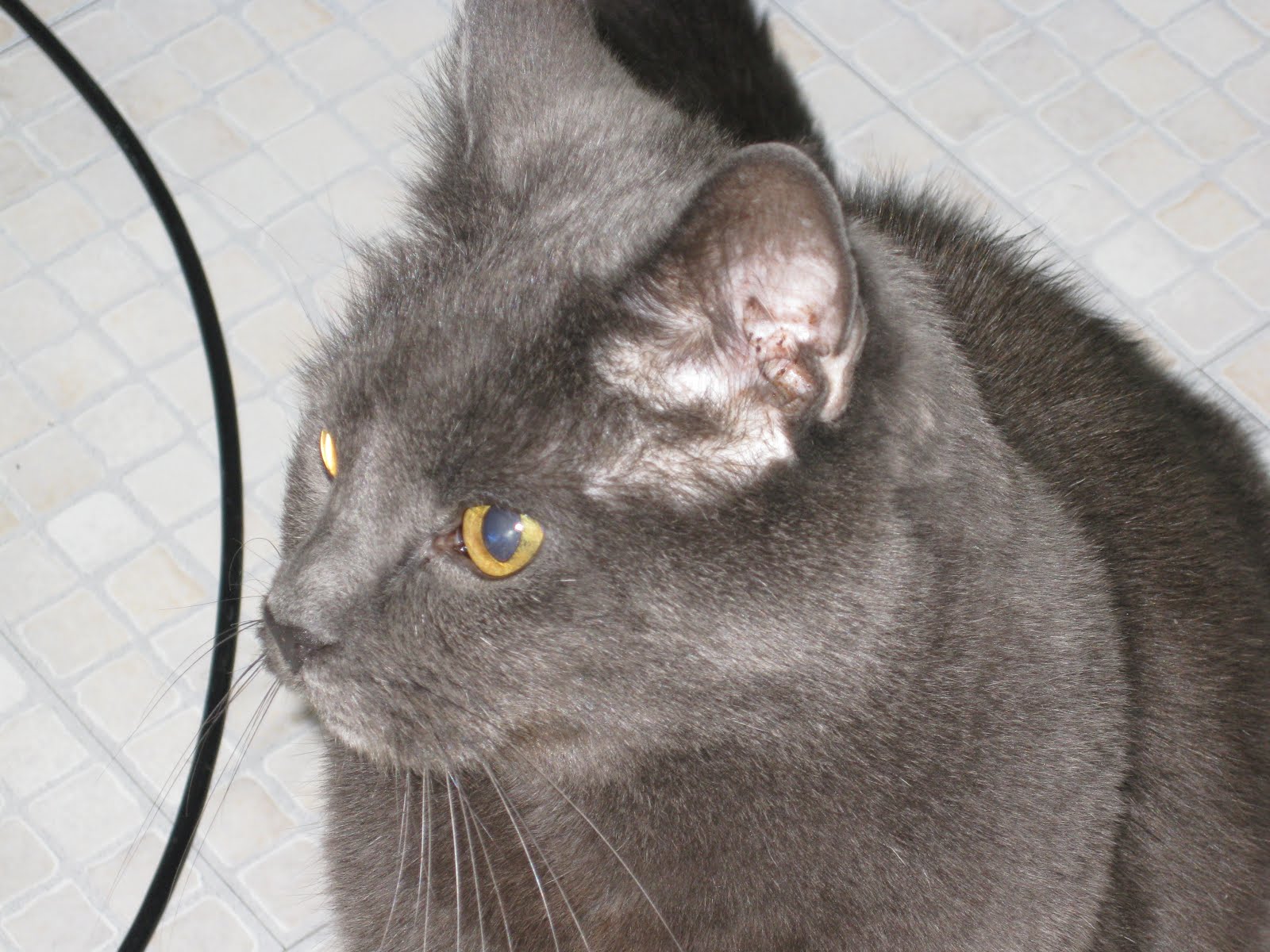 Purina Foods Poor Quality Cat Food Caused The Untimely Death of Murray