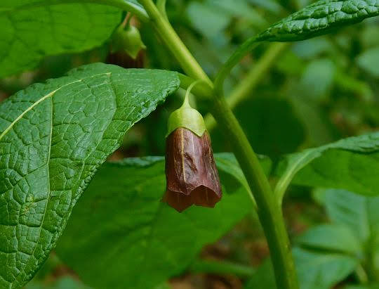 Lulecznica kraińska (Scopolia carniolica). Lulecznica kraińska (Scopolia carniolica).