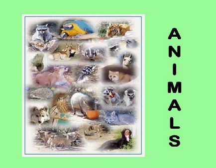 http://clic.xtec.cat/db/jclicApplet.jsp?project=http://clic.xtec.cat/projects/animals7/jclic/animals7.jclic.zip&lang=ca&title=Els+animals