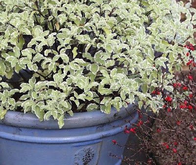 Shrubs in Tubs Shrubs in Tubs