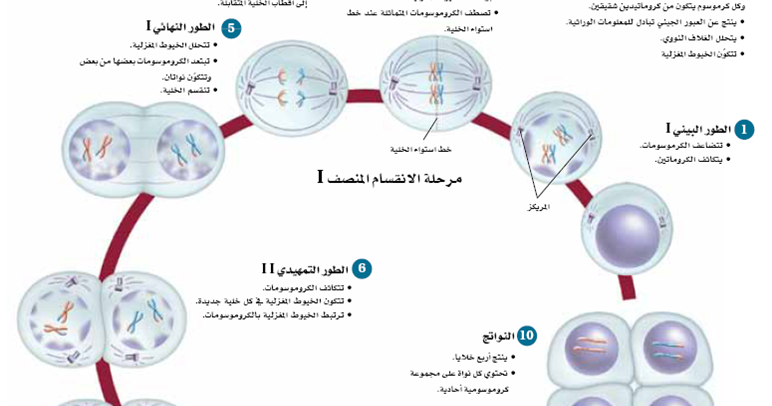 دورة حياة الخلية Ppt