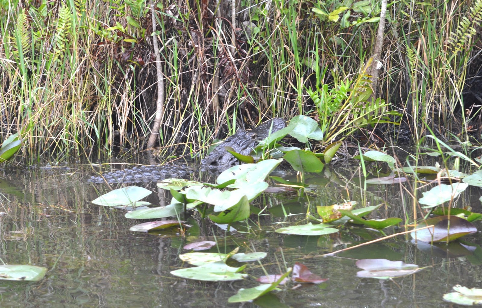 Everglades Gator Park