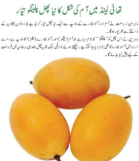 Dasi tokay in Urdu