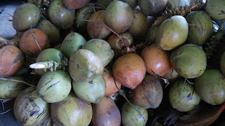 jual bibit kelapa hijau wulung