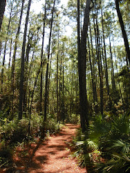 Color My World: Bird Sanctuary