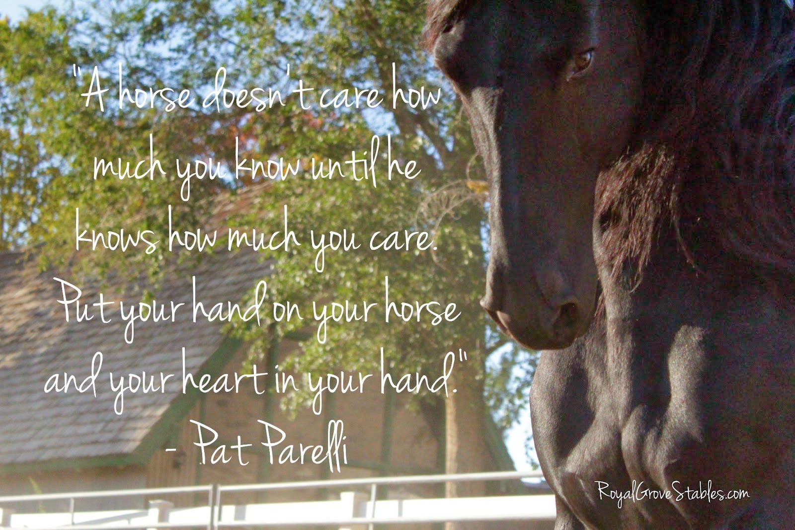 Лошадки со словами. Красивые высказывания про лошадей. Высказывания о лошадях. Красивые фразы про лошадей со смыслом. Красивая со смыслом лошадь.