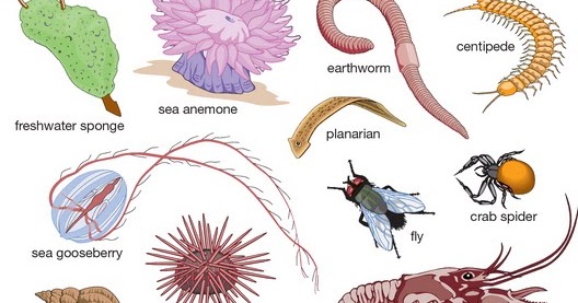 Pengertian Invertebrata  Ciri Ciri Contoh dan Klasifikasi 