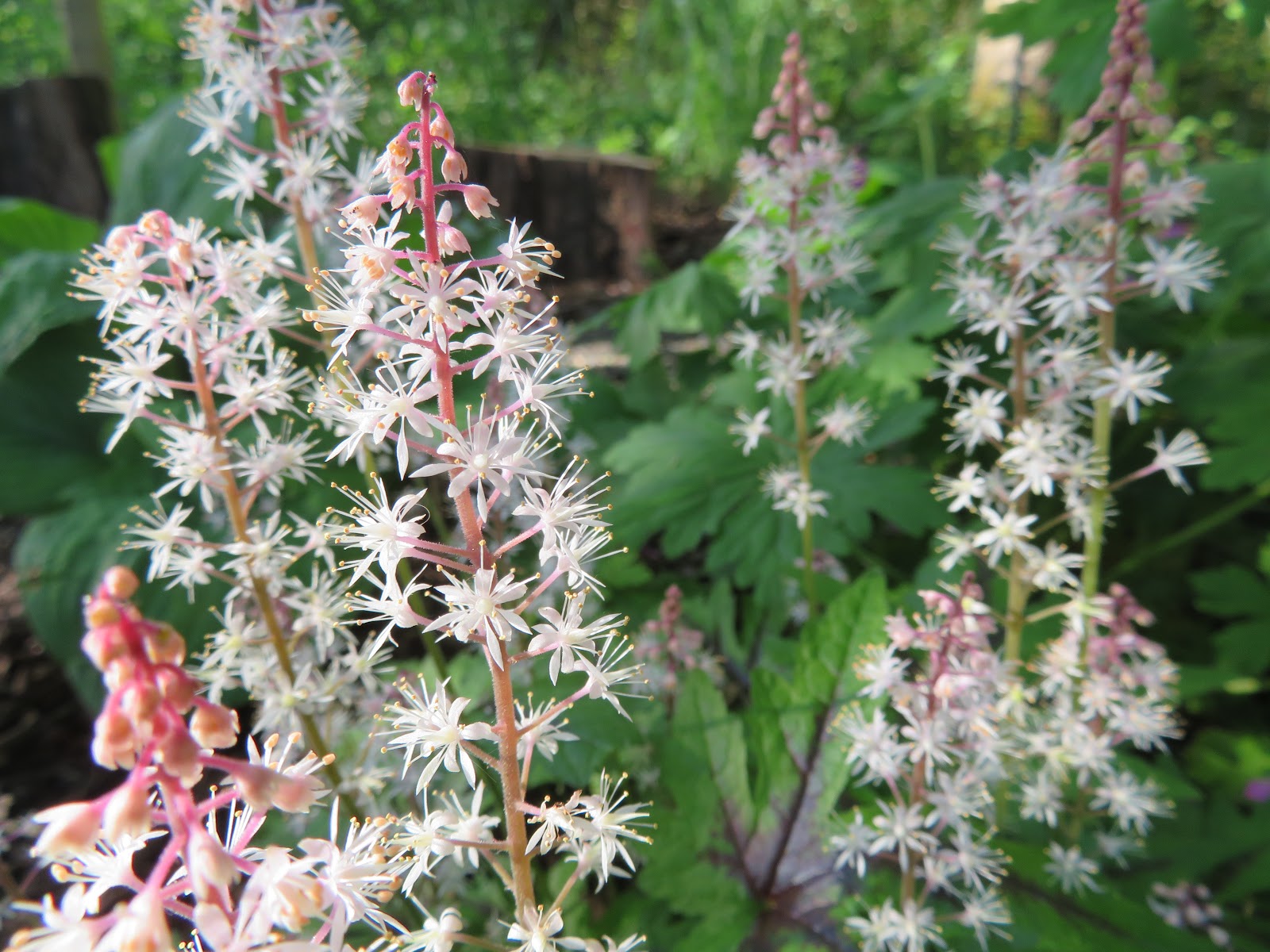 Gardening And Gardens Dappled Willow