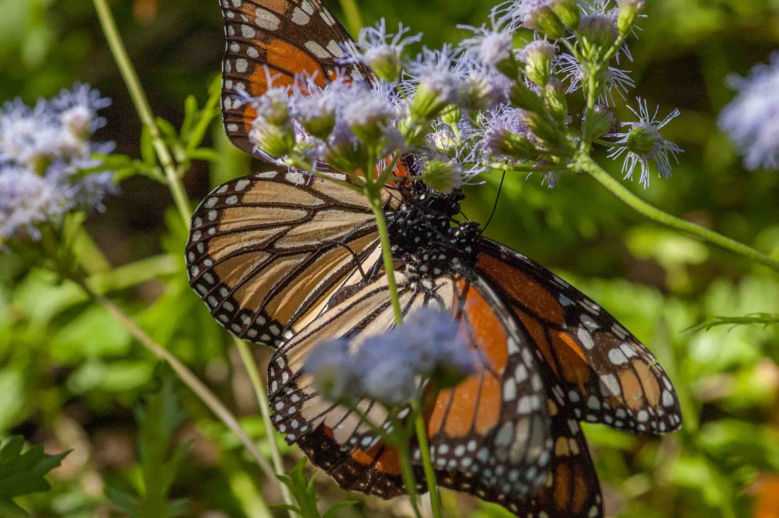 Window on a Texas Wildscape: Fall butterflies
