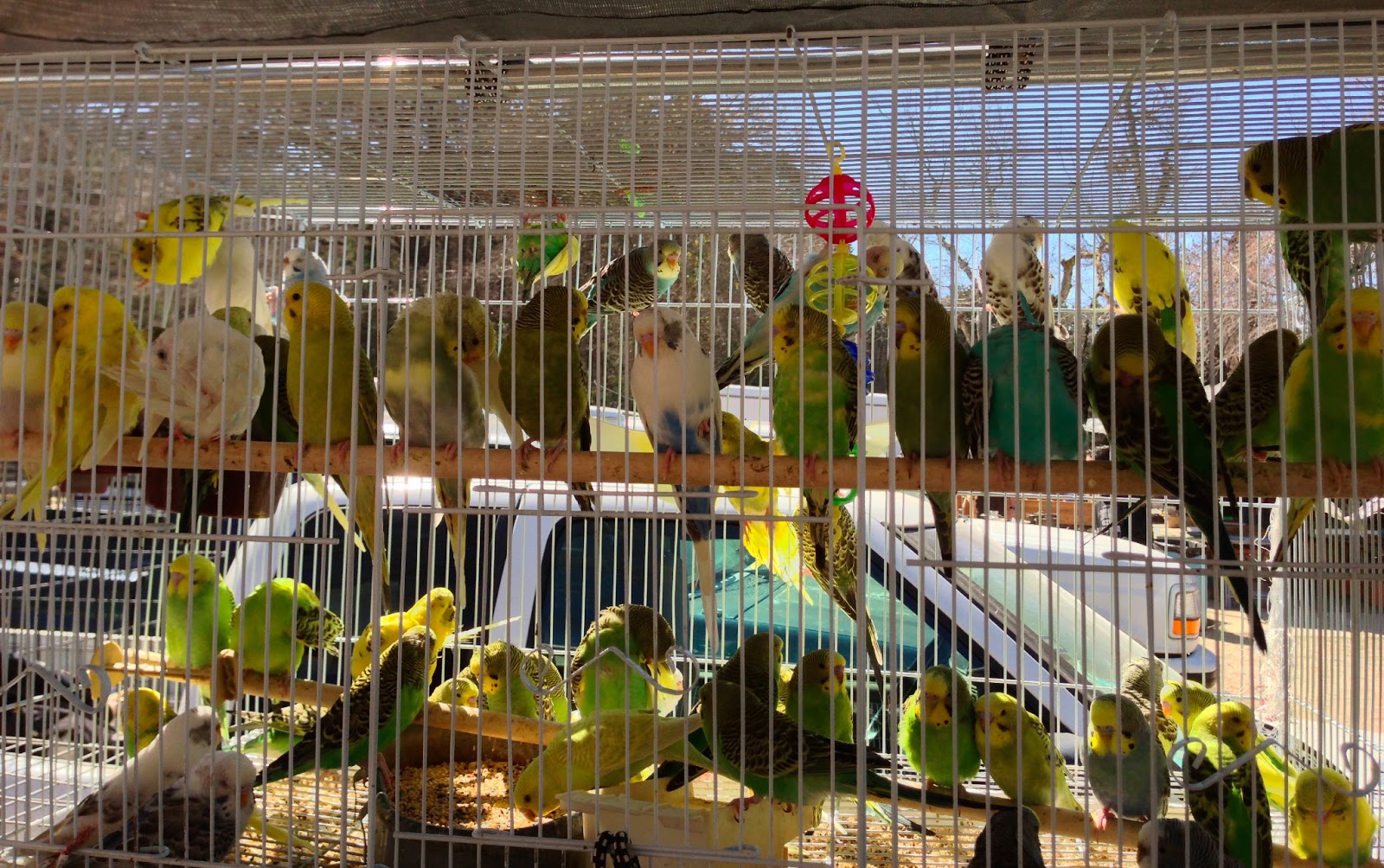 Oktoberfest Decorations Oriental Trading Canton Trade Days Puppies