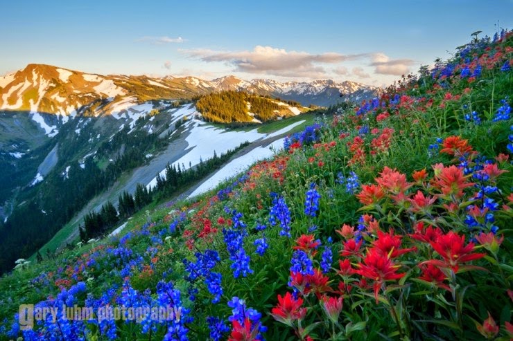 Vast Wilderness in Olympic National Park, Washington, USA Vast Wilderness in Olympic National Park, Washington, USA
