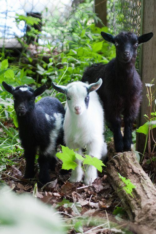 Cute Baby Goats Wallpaper Papel de Parede / Imagem de Fundo / Photo