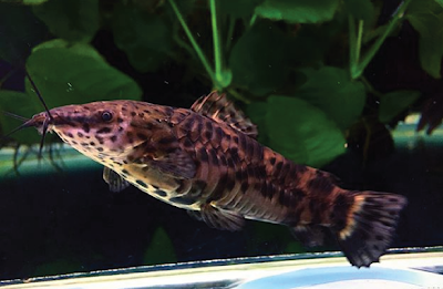 Bentuk Fisik Hoplo Catfish