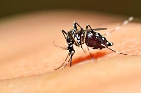 Nova Floresta está em alerta após confirmação de 8 casos de dengue e 3 de Chikungunya