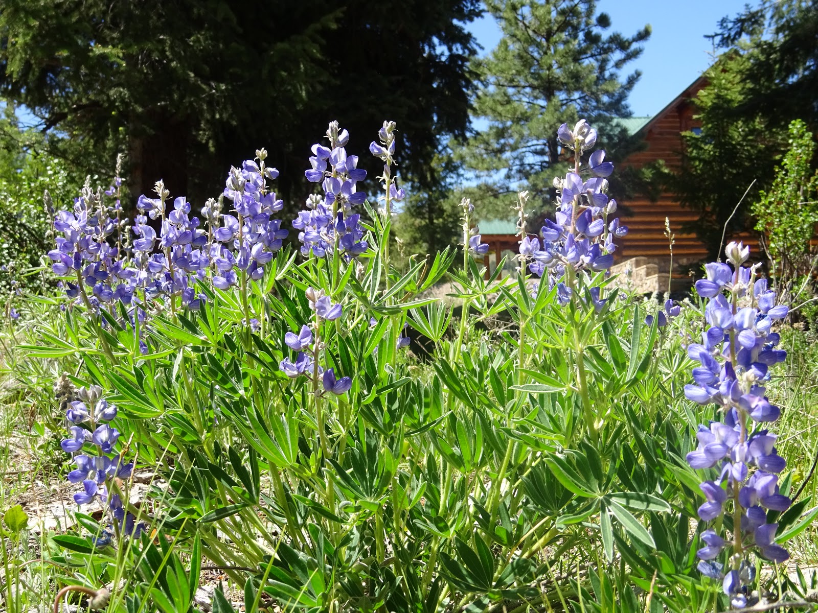 Thick and Thin Sure Looks Like a