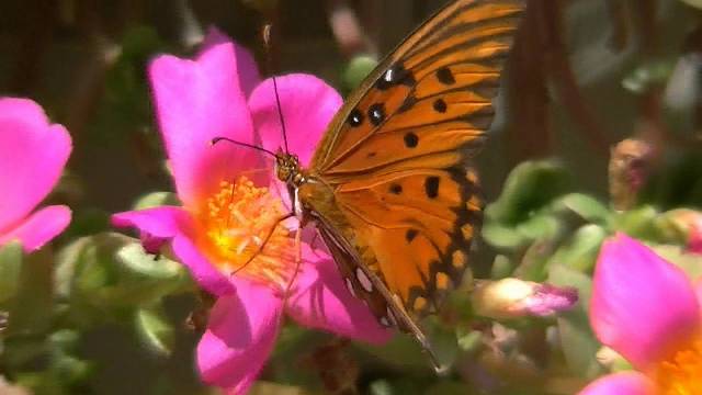 Pretty Pictures Of Flowers And Butterflies Pretty Pictures Of Flowers And Butterflies