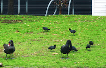 Cisne negro y gallineta enlutada