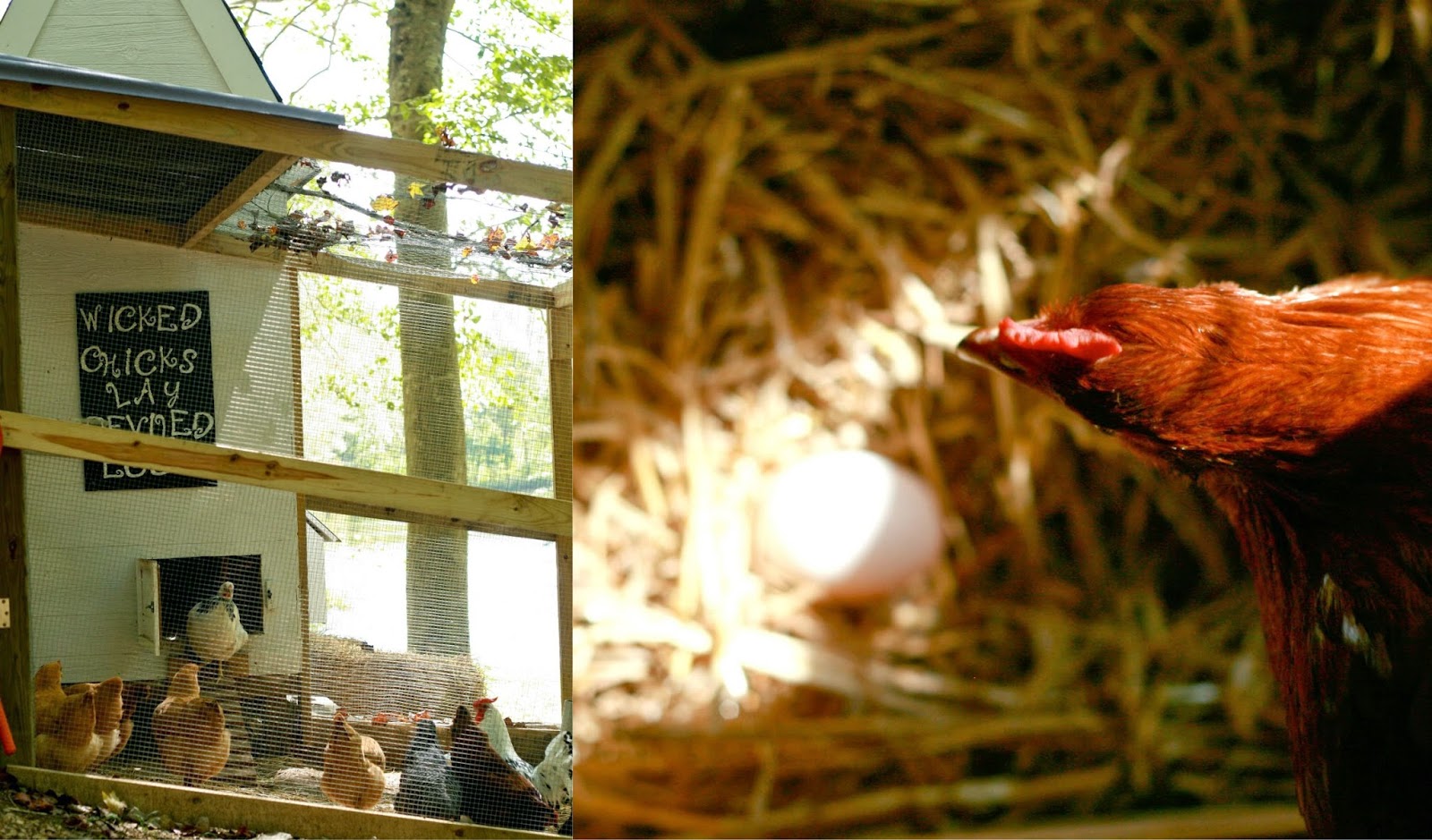 Church Chicken Coop Most Creative Chicken Coop Sunday Sisters