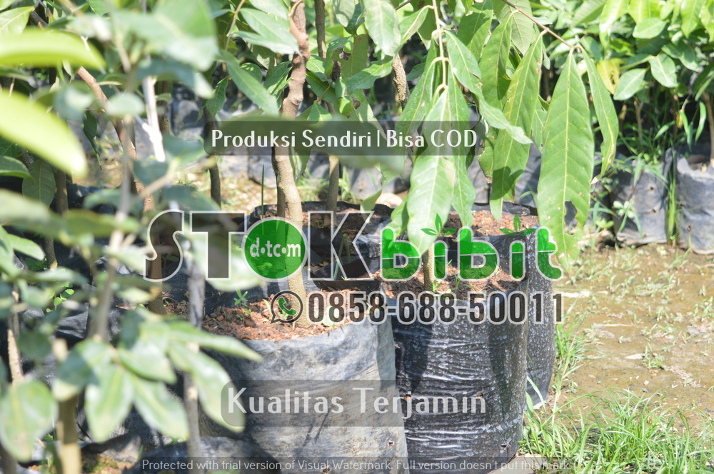 Klon Durian Komersial  Introduksi dari Malaysia â€œ Musang King, D-24, Duri Hitam, Ochee â€œ       Lengkap										 															    Grosir										 													 															 
