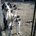 ΒΟΗΘΕΙΑ για τα εναπομείναντα σκυλάκια στο Συκούριο Λάρισας...