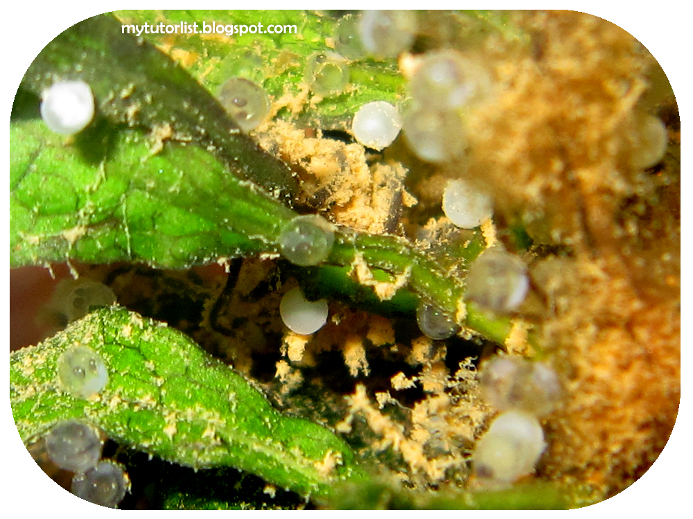 Goldfish Babies One Month Old And More Eggs Behind