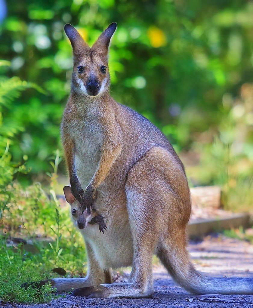 Kangaroos in Australia | Australia the perfect land photography lovers Kangaroos in Australia | Kangaroos in Australia | Australia the perfect land photography lovers