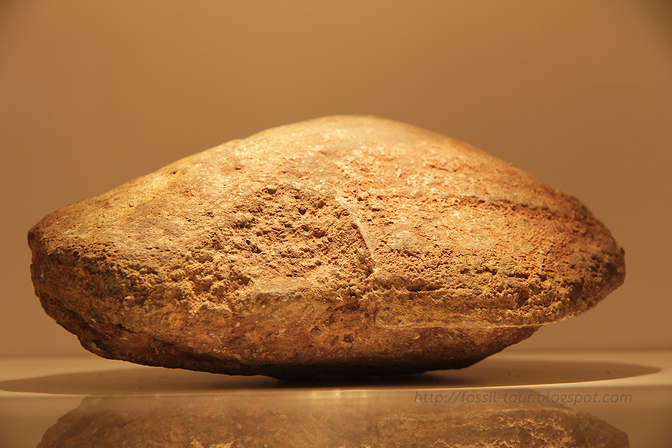 Mollusk Fossil (Old Shell Fossil) Amazing ! Dinosaur Fossils in Thailand