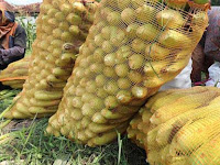 Tingkatkan Kualitas Hasil Panen Dengan Memakai Waring Sayur Tingkatkan Kualitas Hasil Panen Dengan Memakai Waring Sayur