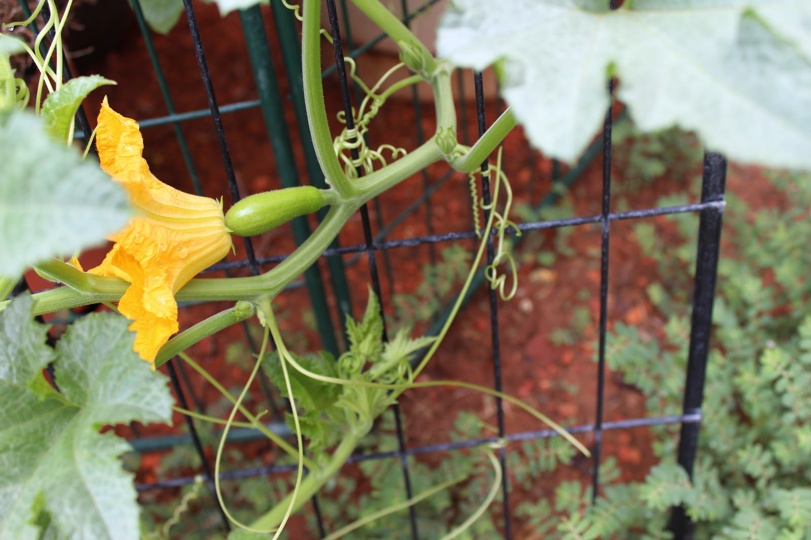 Food Garden Recipes Delicata Squash in my Container Garden