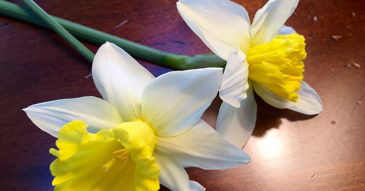 It's All About Purple My Daffodils...