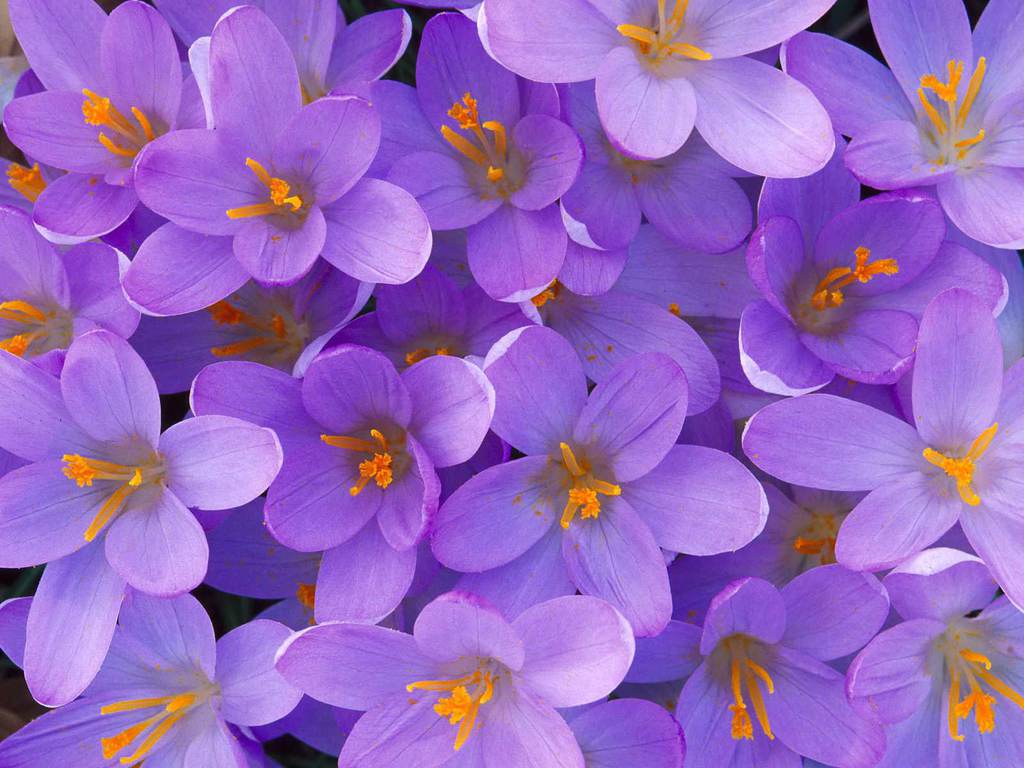 Flower Photos: Light purple flower