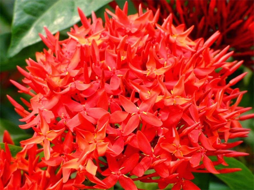 Hojas coralillo composición การปลูกต้นไม้: ดอกเข็ม