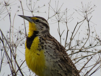 Sacramento National Wildlife Refuge California birding