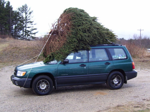 large Christmas tree on car