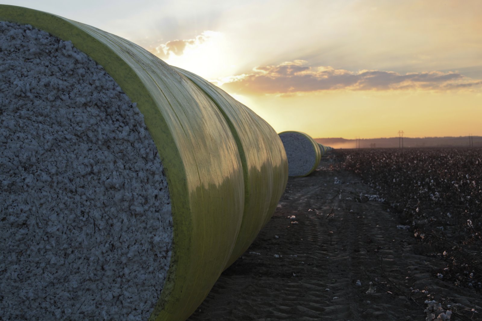 Life in Missouri Cotton Fields