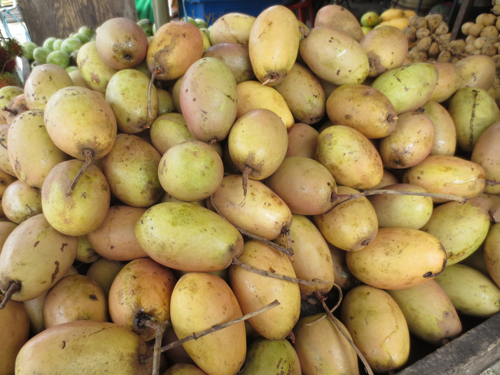 Catatan Kecil Tentang Buah Wani Binjai Binglu Mangifera Caesia